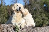 GOLDEN RETRIEVER 555